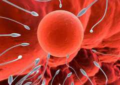 最便宜代孕套餐,沈阳代怀相关公司